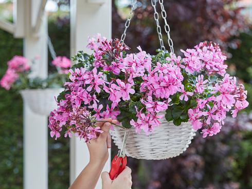 Bild Syngenta Flowers: Für Blumenampeln sind die sogenannten Calliope Cascade mit ihren sternenförmigen Blüten ideal. Als einzelner Stiel eignen sie sich auch hervorragend als Deko für den Tisch.