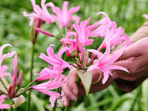 Bild fluwel.de: Nerinen und Amarinen sind hochwachsende, zart duftende Gewächse, die im Spätersommer und frühen Herbst elegante Farben ins Beet bringen.