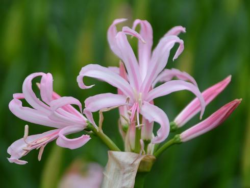 Bild fluwel.de: Die Farbpalette der Nerinen und Amarinen reicht von strahlendem Weiss über ein zartes Rosa bis hin zu einem knalligen Pink - auch zweifarbige Blüten gibt es.