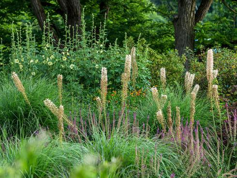 Bild BGL/Ferdinand Graf Luckner: Hier ein Beispiel für die horizontale und vertikale Wirkung der Pflanzen inklusive der Blütenausbildung: (von vorn) Salvia nemorosa 'Amethyst', Eremurus himalaicus, Echninacea Hybride 'Cheyenne Sky' und Alcea Hybride 'Parkallee'