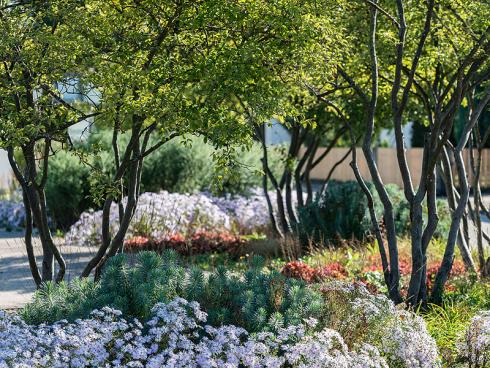 Bild BGL/Ferdinand Graf Luckner: Handgestaltete Amelanchier stehen in einer Wolke von Stauden: Aster pyrenaeus 'Lutetia', Euphorbia characias ssp. wulfenii, Hemerocallis 'Stella d'Oro' und Heuchera Hybride Red Chief