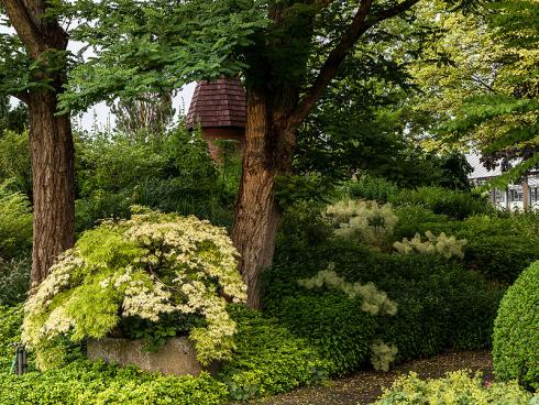 Bild BGL/Ferdinand Graf Luckner: Bei dieser halbschattigen bis schattigen Gartensituation dominieren Robinien die gesamte Fläche. Lysimachia clethroides, Aruncus aethusifolius 'Woldemar Meier', Aster divaricatus und andere Stauden haben den Hang nach zwei Jahren völlig bedeckt. Dazwischen leuchten die Blüten von Cotinus 'Young Lady' als wichtige Aufheller. 