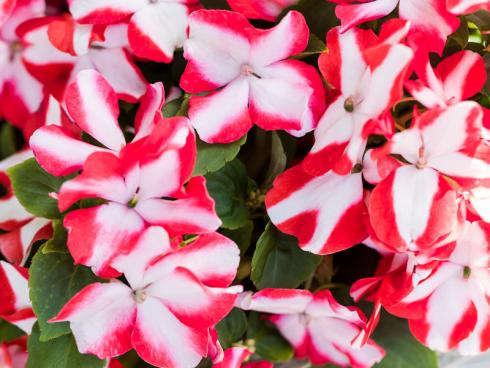 Bild Syngenta Flowers: Vom späten Frühling bis zum ersten Frost im Herbst erfreut die Imara mit ihren vielen Blüten, dem kompakten Wuchs und intensiven Farben. 