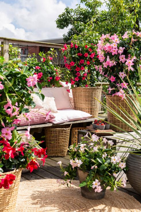 Bild Syngenta Flowers: Mit den farbenfrohen Blüten der tropischen Dipladenia  wird aus einem vorher eher unscheinbaren Balkon eine Wohlfühloase, die uns an weite Strände oder in tropische Natur träumen lassen.