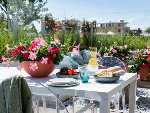 Bild Syngenta Flowers: Ein blühender Balkon mit Rios und sanft rauschenden Gräsern sorgt für tropisches Urlaubsfeeling zu Hause. Dann bleibt nur noch, sich bei frischer Limonade relaxed zurückzulehnen und das blühende Zimmer unter freiem Himmel auf sich wirken zu lassen.