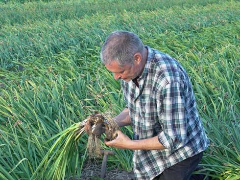 Bild fluwel.de: Täglich ist van der Veek auf seinen Feldern unterwegs, kontrollierend, begutachtend, fotografierend. um seinen Kunden die bestmögliche Qualität an Knollen und Zwiebeln bieten zu können.