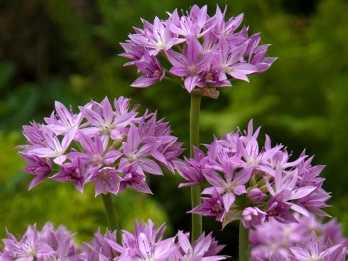 Foto fluwel.de: Der Allium unifolium 'Eros' wird 30 bis 40 Zentimeter hoch und seine sternförmigen Blüten formen kleine, lockere Dolden in zartem Violett. 