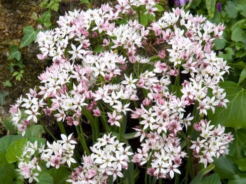 Foto fluwel.de: Die Blüten des Allium 'Cameleon' stehen dicht beieinander und sind im Juni leicht violett-rosa. Im Laufe des Folgemonats hellen sie jedoch merklich auf und leuchten schliesslich weiss.