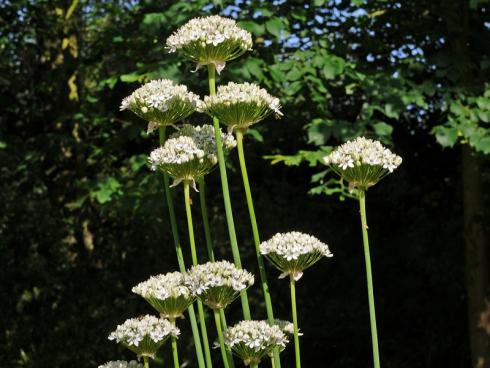 Foto fluwel.de: Allium nigrum formt mit seinen weissen Blüten eher einen Halbkreis als einen Ball. Das verleiht ihm natürlichen Charme, weshalb er äusserst gut auch in naturnahe Gärten passt.