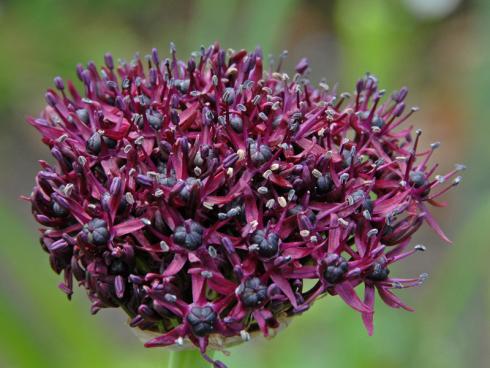 Foto fluwel.de: Allium atropurpureum hat eine satte weinrote Farbe. Zudem sind die Blütenblätter sehr schmal und ordnen sich rund um ein fast schwarzes Samensäckchen an.