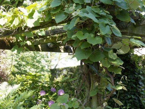 Foto BGL:  Auch mit Kletterpflanzen kann ein natürlicher Sonnenschutz im Garten geschaffen werden. Landschaftsgärtner lassen die Himmelsstürmer gerne an Pergolen oder an speziellen Edelstahlrahmen empor wachsen. Für Naschkatzen empfehlen sich zum Beispiel Kiwipflanzen.