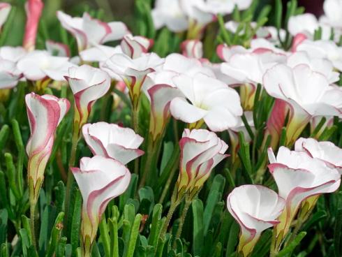 Foto fluwel.de: Schon wenige Wochen nach der Pflanzung im Oktober zeigen sich die ersten kleinen Blätter, im November schliesslich die ersten Knospen. Bis zum Jahreswechsel kann man sich an den fröhlichen, trichterförmigen Blüten der Oxalis erfreuen.