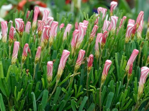 Foto fluwel.de: Wie die beliebten Zuckerstangen aus Amerika zeigt sich die Oxalis versicolor in weiss mit roten Streifen und verbreitet während der Adventszeit festliche Stimmung