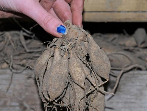 Bild fluwel.de: Wird das Laub der Dahlien im Herbst gelb, welk und trocken, sollten die nicht winterharten Knollen ausgegraben und trocken sowie frostfrei gelagert werden.