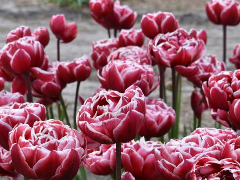 Bild fluwel.de: Die Tulpe 'Drumline' ist eine hochwachsende Frühblüherin und eignet sich bestens als elegante Platzhalterin für die Dahlie.