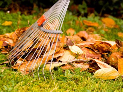 Bild BGL: Falllaub ist ein wesentlicher Aspekt des Kreislaufs im Garten, dennoch ist es für viele ein eher leidiges Thema. Dabei kann es äusserst nützlich sein, z.B. als Winterschutz oder Mulch. 