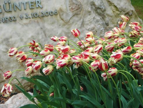 Bild fluwel.de: Blumenzwiebeln machen den Friedhof zu einem freundlichen und friedlichen Ort.