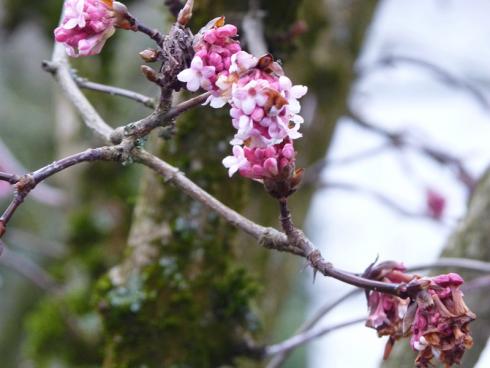 Bild BGL: Auch während des Winters gibt es durchaus Pflanzen, die Regen und Frost zum Trotz Knospen bilden, zum Beispiel den Duftschneeball, dessen rosafarbenen Blüten zusätzlich mit einem dezenten Parfum verwöhnen.