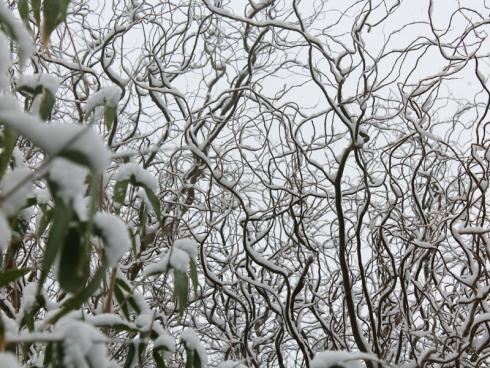 Bild BGL: Viele Laubgehölzen offenbaren im blattlosen Zustand interessante Wuchsformen, wie z.B. die Korkenzieher-Hasel oder die Korkenzieher-Weide. Besonders eindrucksvoll ist das Geäst, wenn sich eine dünne Schneeschicht auf die Zweige legt.