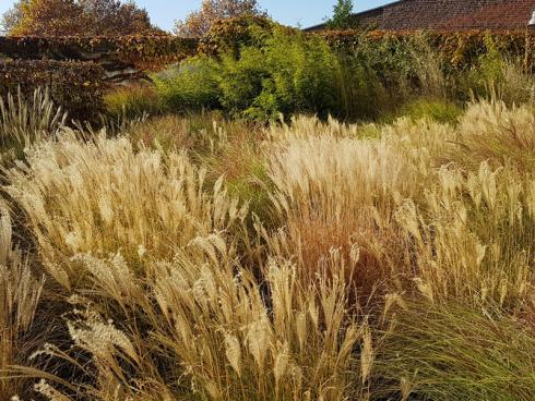 Bild elegrass: Miscanthus sinensis, das Chinaschilf, gibt es in sehr unterschiedlichen Arten. Die meisten von ihnen sind gute Partner zu anderen Gräsern und schaffen dynamische Gartenbilder. 