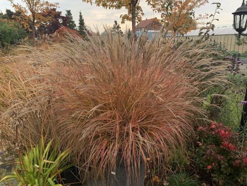 Bild elegrass: Miscanthus sinensis, der Tausendsassa unter den Gräsern, macht auch im Topf den ganzen Winter über eine gute Figur und sorgt noch im späten Jahr für Farbe. 