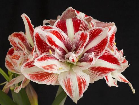 Bild fluwel.de: In der Weihnachtszeit dekorieren wir unsere Wohnungen besonders festlich und überbordend. In diese Arrangements passt die Amaryllis mit ihren eindrucksvollen Blüten auf langen Stielen einfach perfekt!