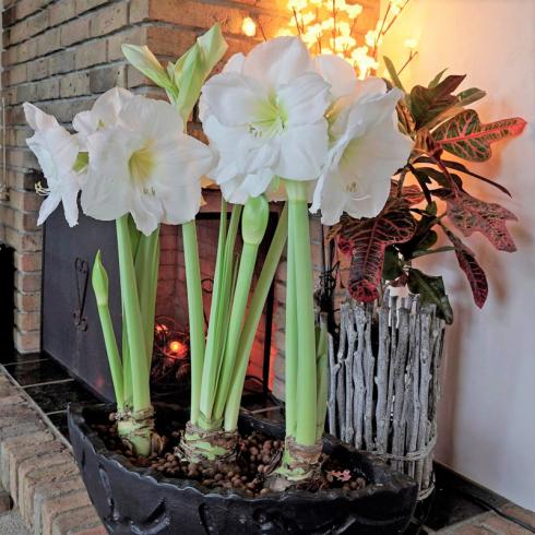 Bild fluwel.de: Die Amaryllis braucht wenig Platz, denn ihr Blumentopf muss nur unwesentlich grösser sein als ihre Zwiebel. Auch mehrere der dicken Bollen können eng nebeneinander gepflanzt und arrangiert werden.