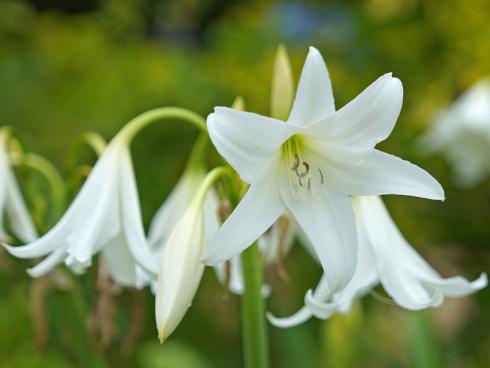 Bild fluwel.de: Die trichterförmigen weissen Sternblüten der Crinum powellii 'Album' haben den Charme wildanmutender Lilien - weshalb sie auch Hakenlilie genannt wird.