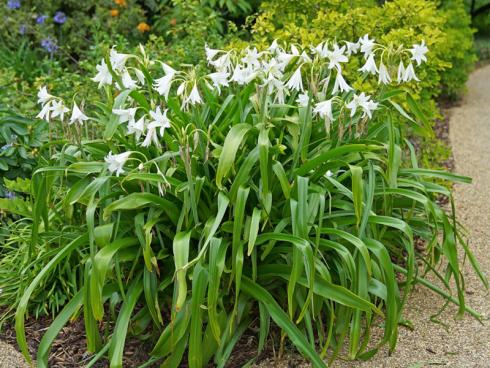 Bild fluwel.de: Die Crinum powellii trägt von Jahr zu Jahr mehr Blüten und bildet einen dichten Horst. Zudem entwickelt die Mutterpflanze fleiﬂig Tochterzwiebeln, die wiederum nach einigen Jahren selbst zu blühen beginnen. So wird die Crinum immer breiter, voller und eindrucksvoller