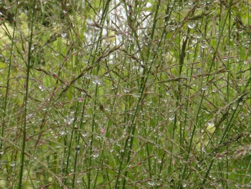 Bild elegrass: Gräser fangen das Licht und die Tropfen von Regen und Morgentau. Auch ein Gewittersturm macht ihnen nichts aus. 