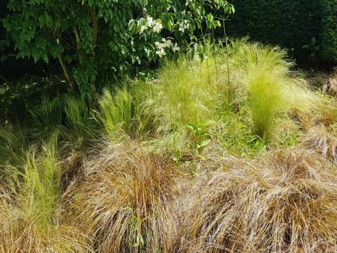 Bild elegrass: Dieser Hartriegel steht in den federnden Wogen bodendeckender Gräser, die an der dunkleren Gartenstelle für Licht und Bewegung im Beet sorgen.