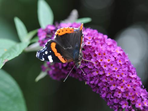 Bild Forever: Bei Insekten und Schmetterlingen beliebt. Achtung bei der Pflanze nach der Blüte die Samenstände entferen. Die Pflanze zählt zu den invasiven Neophyten. 