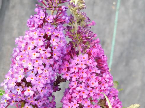 Bild Forever: Die kompakten Zürchtungen für Balkone und Terrassen sind in unterschiedlichen Farbtönen verfügbar. Weiss, Rosa, Blau oder Lila