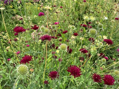 Foto: BGL/Folko Kullmann. - Wilde, bunte Wiesenpracht mit Knautia macedonica. 