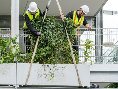 Bild Stefan Schilling/Helix: Für das Kölner Projekt wurde das System 'Elata' vom schwäbischen Unternehmen Helix Pflanzensysteme modifiziert und an die Gegebenheiten und Anforderungen vor Ort angepasst. 