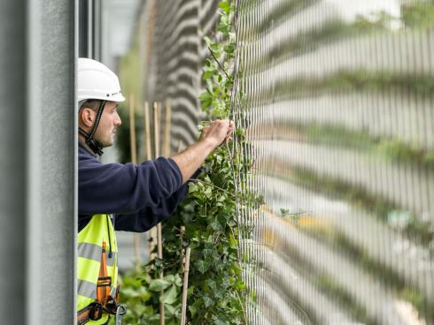 Bild Stefan Schilling/Helix: Bis die Pflanzenwand üppig und dicht ist, vergehen etwa zwei bis drei Jahre. In dieser Entwicklungszeit werden die neuen Triebe regelmäﬂig in das Stahlnetz eingeflochten. 