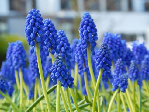 Bild fluwel.de: Muscari armeniacum schmückt sich in einem satten Marineblau.