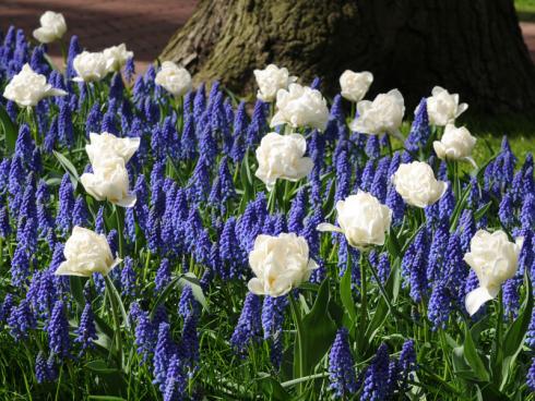 Bild fluwel.de: Muscari eignen sich wunderbar für eine elegante Kombination mit weiﬂen Tulpen an.