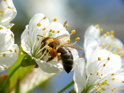 Bild floriade.com: Biodiversität und Nachhaltigkeit sind wichtige Themen auf der Floriade Expo 2022. 