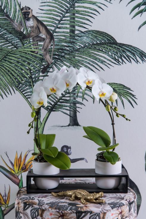 Bild GPP: Pure Schönheit: Phalaenopsis Orchideen gehören heute zu den beliebtesten Zimmerpflanzen. 