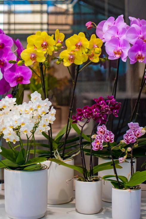 Bild GPP: Phalaenopsis Orchideen gibt es in vielen verschiedenen Farben und Grössen. 