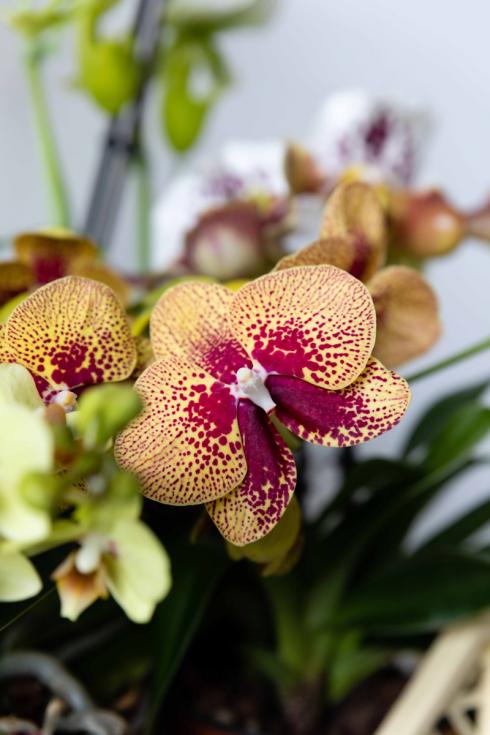 Bild GPP: Getupft, getiegert oder mit Farbverläufen - viele Phalaenopsis-Hybriden zeigen interessante Blütenmuster. 