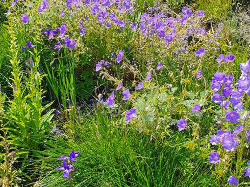 Bild BGL: Je mehr die Bedingungen im Garten den natürlichen Lebensräumen der Gewächse entsprechen, umso kräftiger und gesünder entwickeln sie sich. 