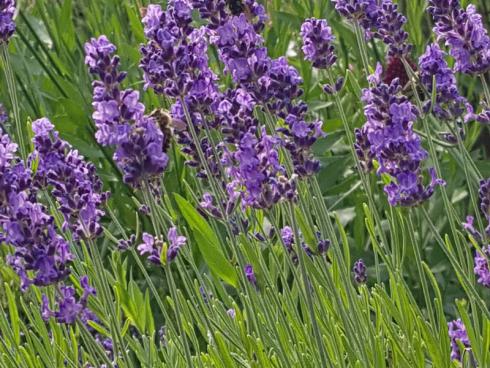 Bild BGL: Lavendel ist eine wichtige Nahrungsquelle für Bienen, Hummeln und Schmetterlinge. Sein intensiver Duft gefällt vielen Blattläusen jedoch nicht. 