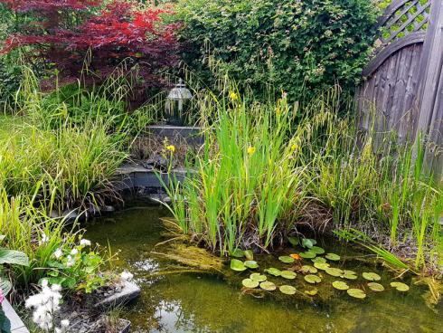 Bild BGL: Je nach baulicher Situation kann das von Dächern und Wegeflächen abflieﬂende Regenwasser aufgefangen und in einen Gartenteich geleitet werden.