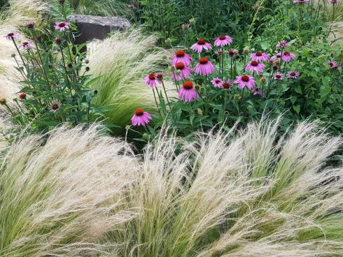 Bild BGL: Bei der Gartenplanung ist es ratsam, die Beete an die veränderten Bedingungen anzupassen, beispielsweise mit trockenheitstoleranten Gräsern und Stauden.