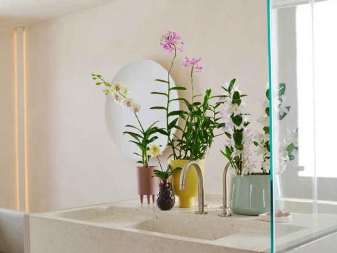 Bild GPP: Orchideen mögen es zwar hell, müssen aber nicht unbedingt auf der Fensterbank stehen. So kann man ihnen einen Platz im Raum zuteilen, an dem sie bestens zur Geltung kommen, während das Badezimmerfenster fürs regelmässige Lüften frei bleibt. 