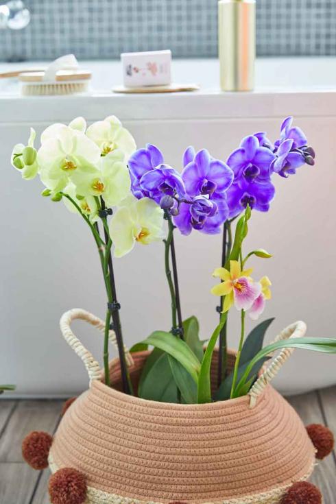 Bild GPP: Orchideen gehören zu der grössten Familie des Pflanzenreiches. Züchterischen Erfolgen ist es zu verdanken, dass wir unsere Wohnungen heute mit zahlreichen dieser Schönheiten schmücken können. 