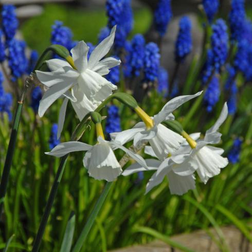 Bild fluwel.de: Die elegante, weisse 'Thalia' macht sich im Zusammenspiel mit blauen Muscari wunderschön.