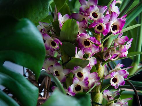 Bild Orchidsinfo: Die Schönheit der Orchideen bezaubert die Menschheit schon seit tausenden von Jahren. 